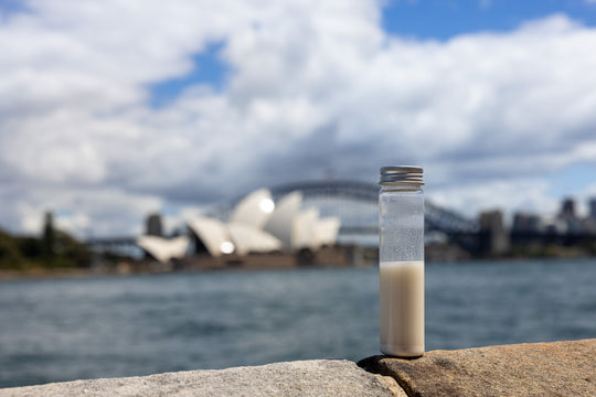 The Explorer sourdough starter