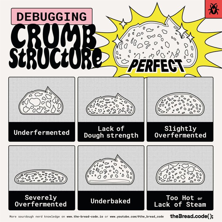Crumb Structure Infographic (folded poster)